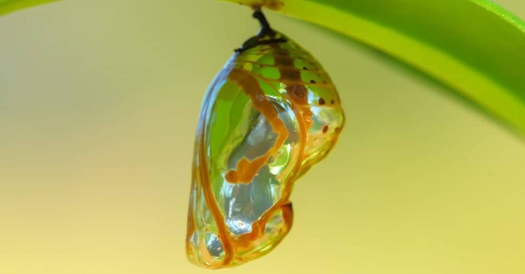 chrysalis vs cocoon