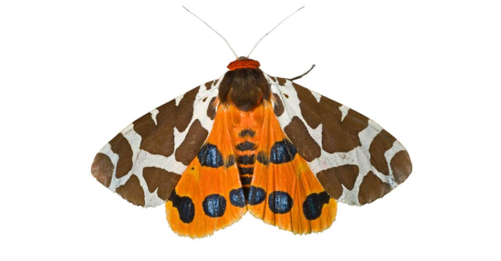 Butterfly tiger moth