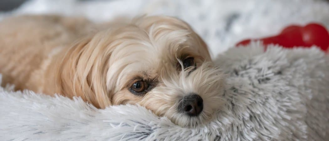 Best Calming Dog Beds: Ranked for 2022 - AZ Animals