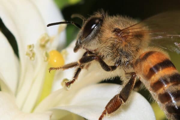 Cape bees in South Africa have evolved to reproduce without males.