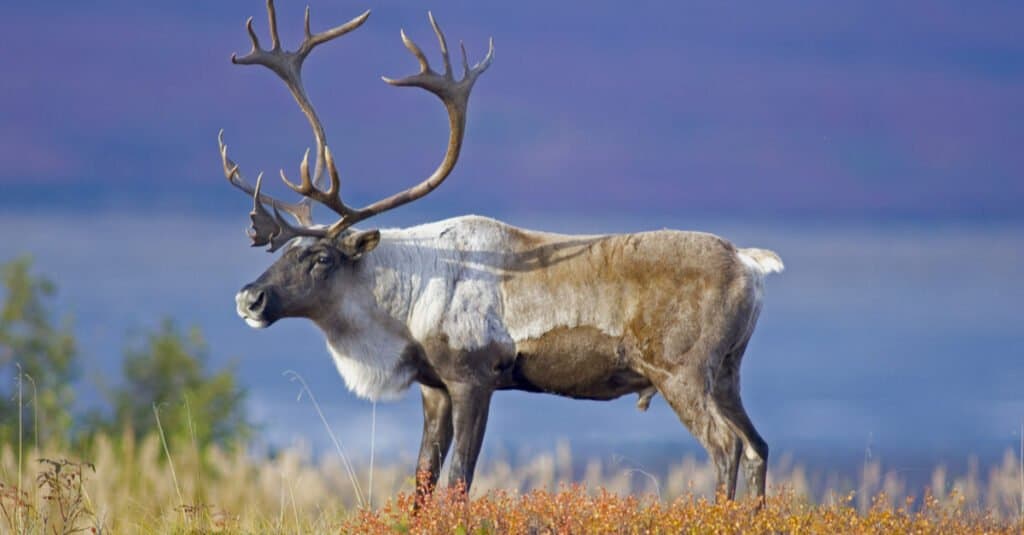 Animal migration - caribou