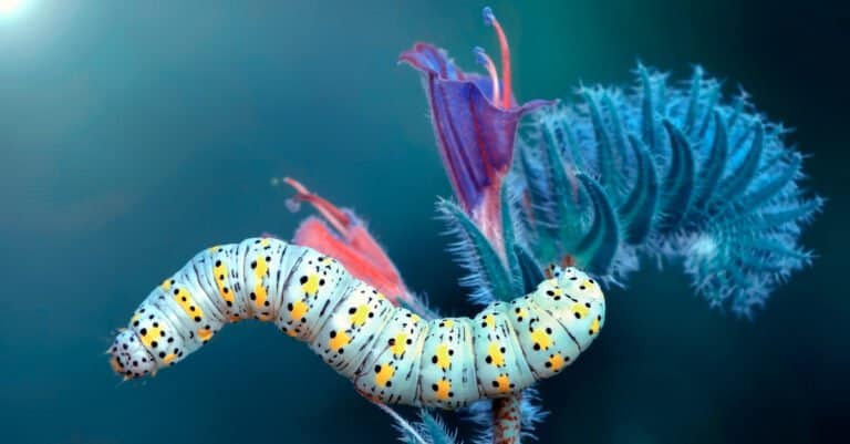 Animals that use mimicry – caterpillar