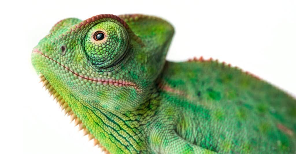 Animals with big eyes - chameleons