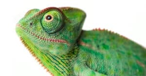 Lizard Eyes: What Makes Them Unique? Picture