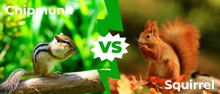 Chipmunk vs Squirrel