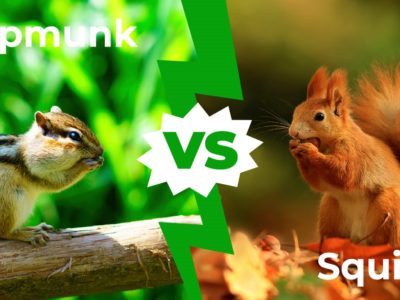 A Chipmunk vs Squirrel: 7 Main Differences Between These Critters Explained
