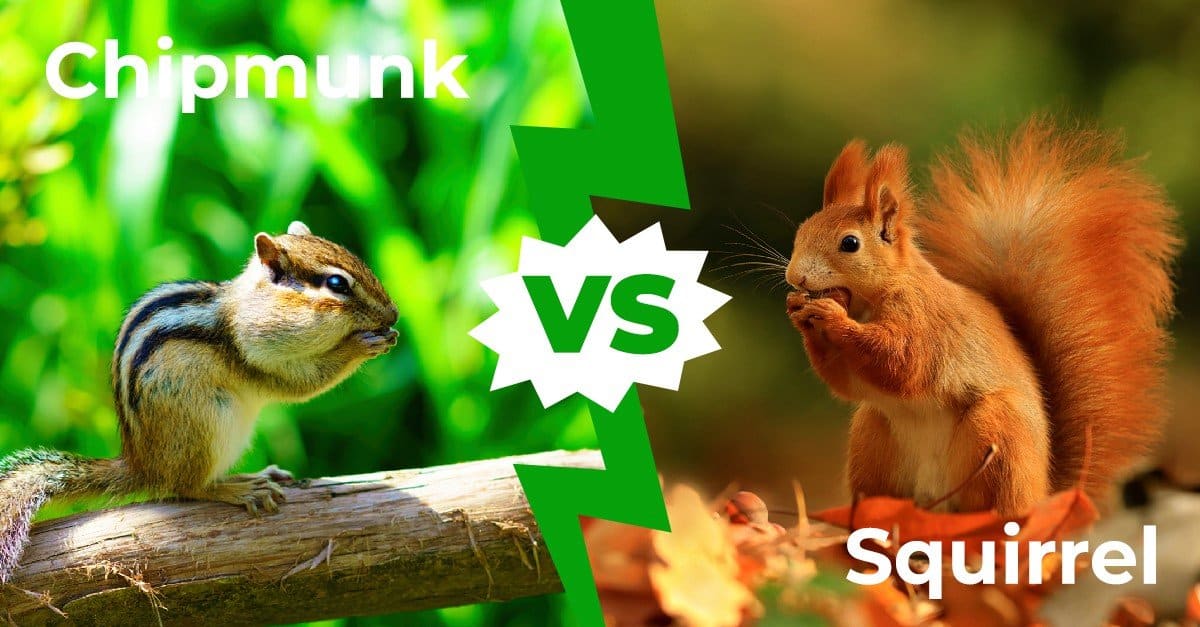 squirrel vs chipmunk