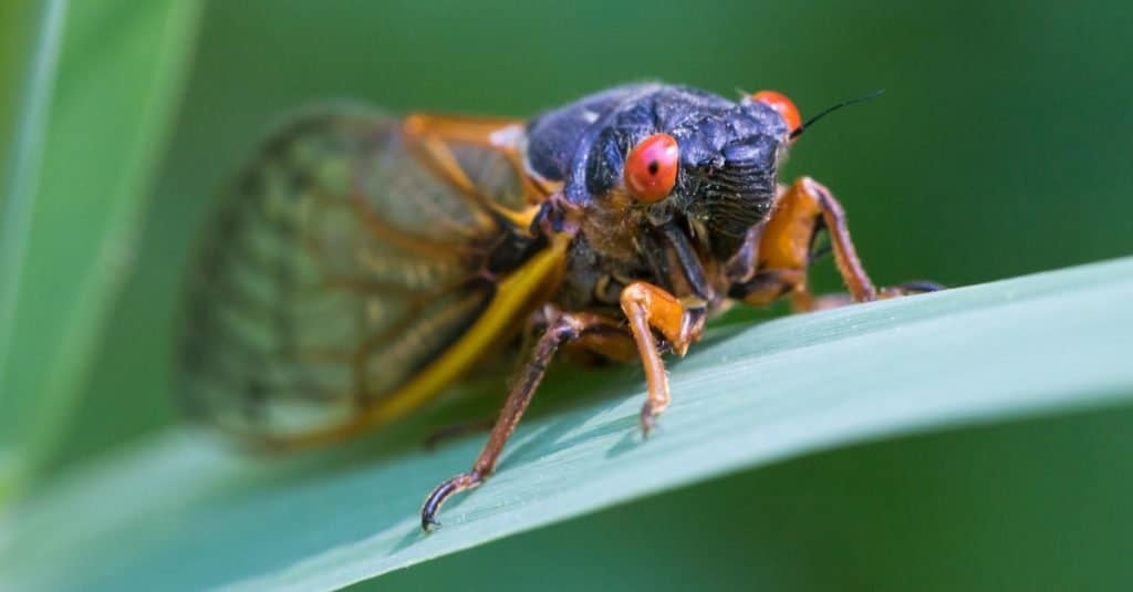 Cicadas can live anywhere from 2-5 years or 13-17 years