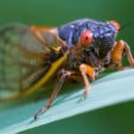 A periodical cicada sitting on a leaf. They use a straw-like appendage to suck nutritious fluids from trees and their roots to help them survive underground.
