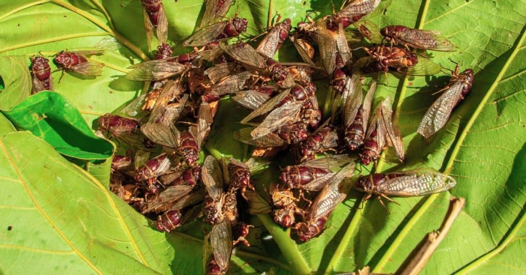 Cicadas Lifespan How Long Do Cicadas Live? AZ Animals