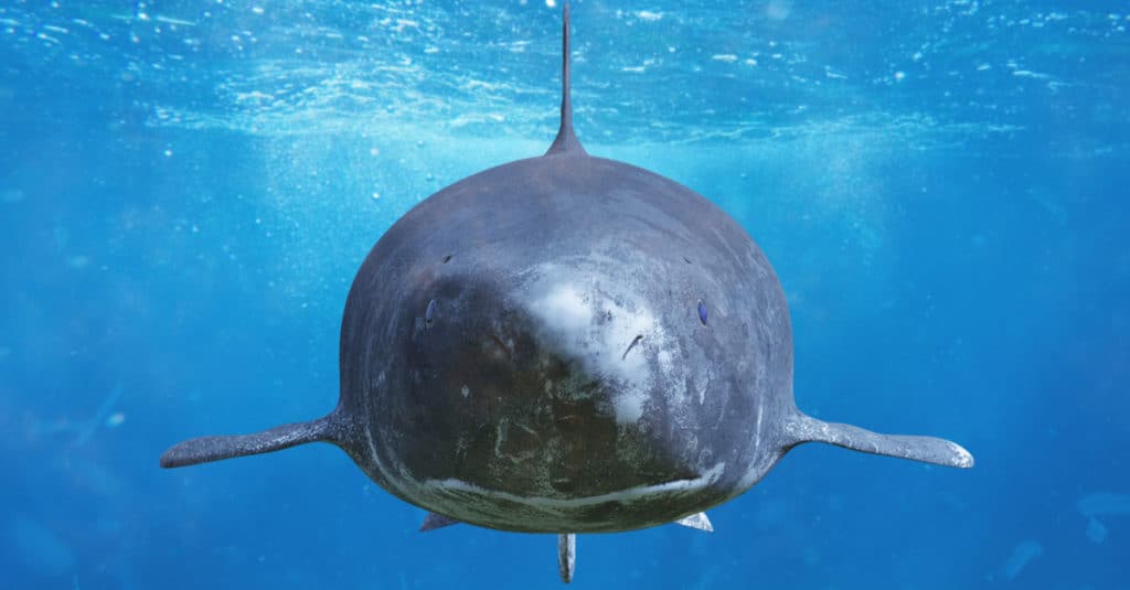 Close-up of Sleeper Shark