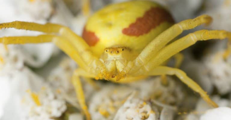 Close-up of a yellow crab spider