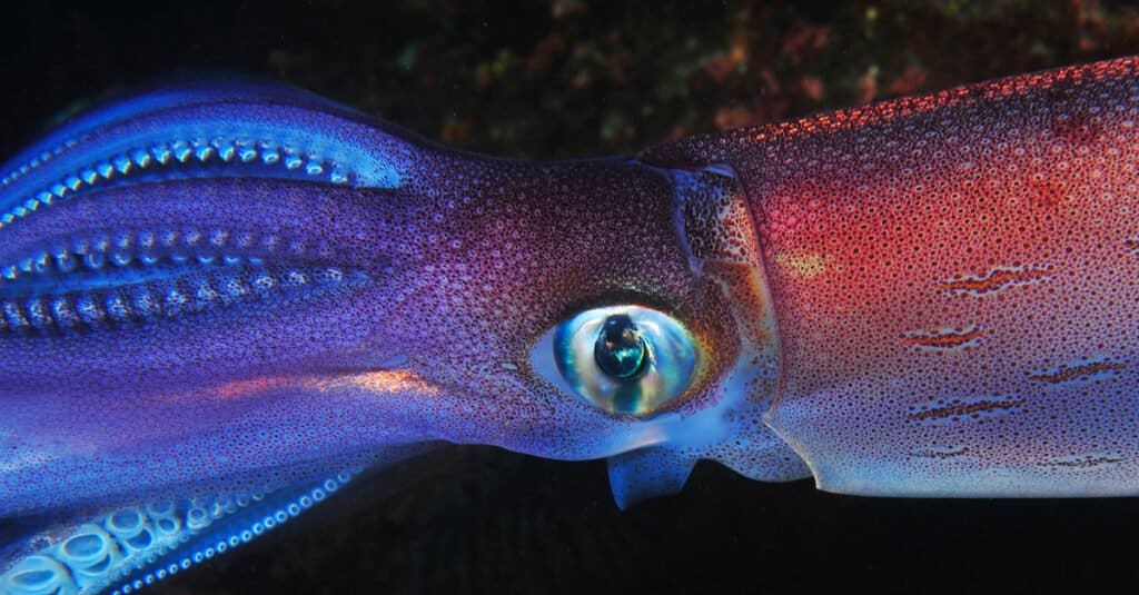 big eyed animal – giant squid