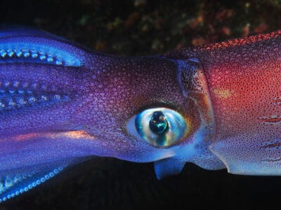A Squid Quiz: What Do You Know?