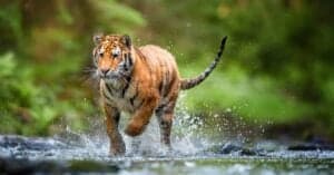 Siberian Tiger vs Bengal Tiger: What’s the Difference? Picture