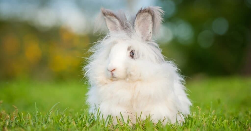 worlds fluffiest rabbit