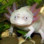 An Axolotl in an aquarium. The axolotl is a freshwater salamander that spends its entire life underwater. This highly intelligent amphibian's behavior can range among individuals from social to solitary and active to dormant.