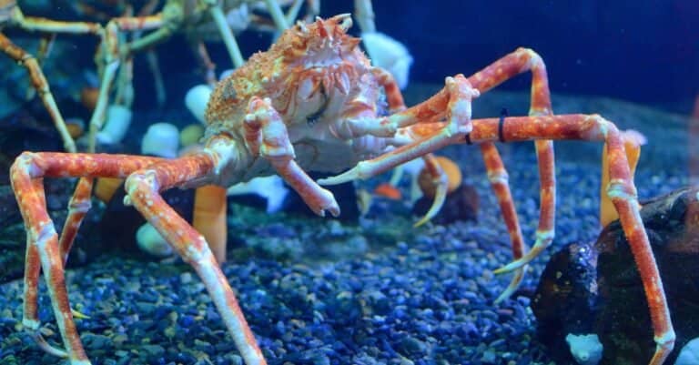 Coolest Animals: Japanese Spider Crab