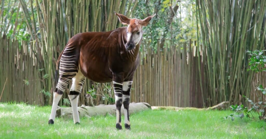 okapi and giraffe similarities