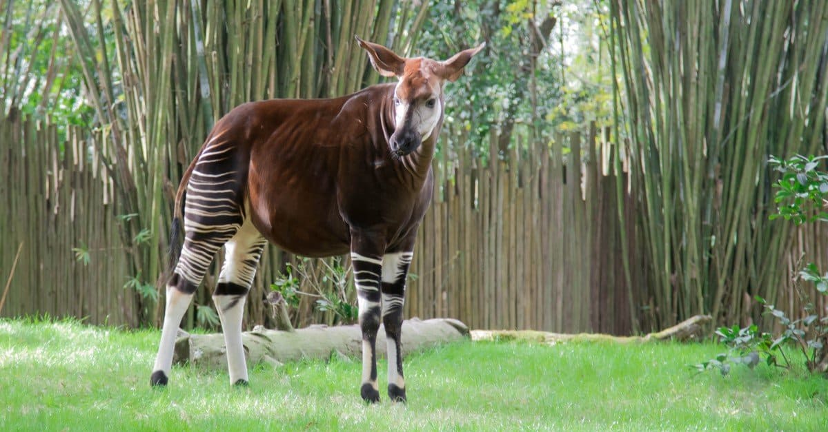 10x Wooden Safari Okapi Standing Craft Shape 3mm Ply African Animals Wild Prey 