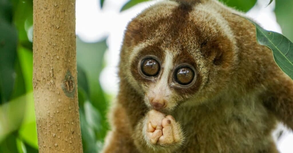 Coolest Animals: Slow Loris