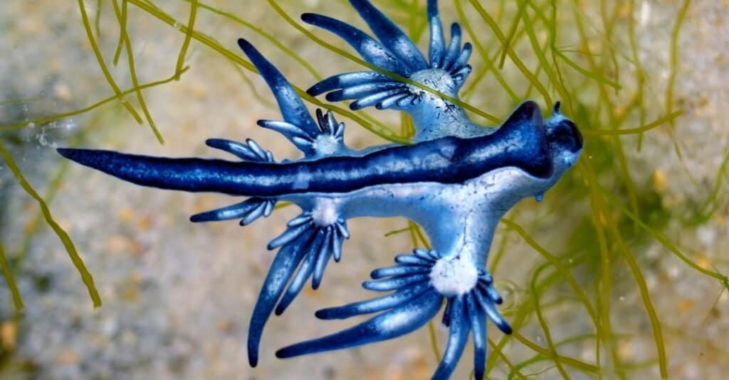 The blue dragon sea slug, Glaucus atlanticus, often floats upside down 
