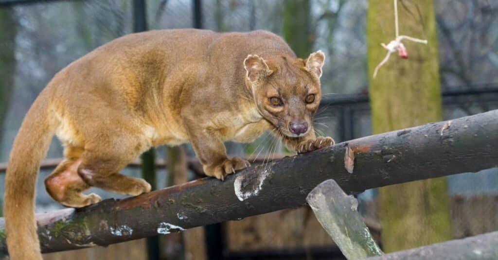 Coolest Animals: The Fossa