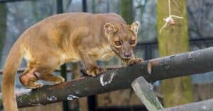 10 Incredible Fossa Facts Picture