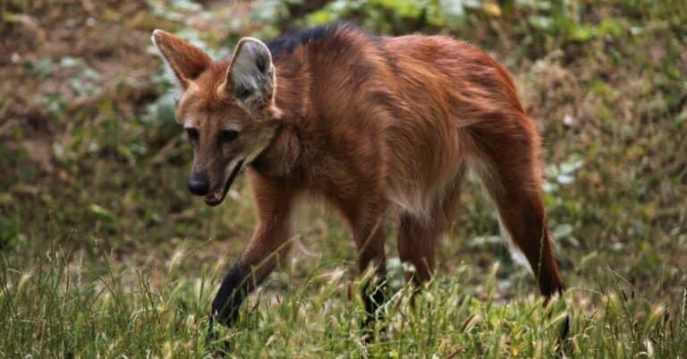 Coolest Animals: The Maned Wolf