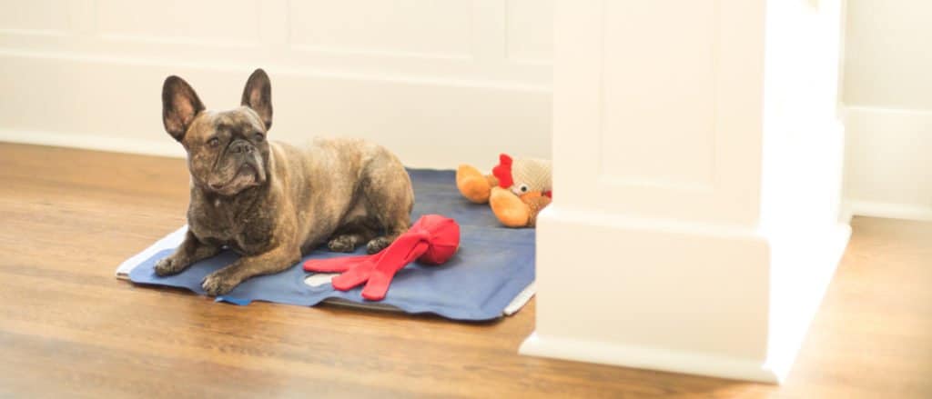 Best Cooling Dog Beds