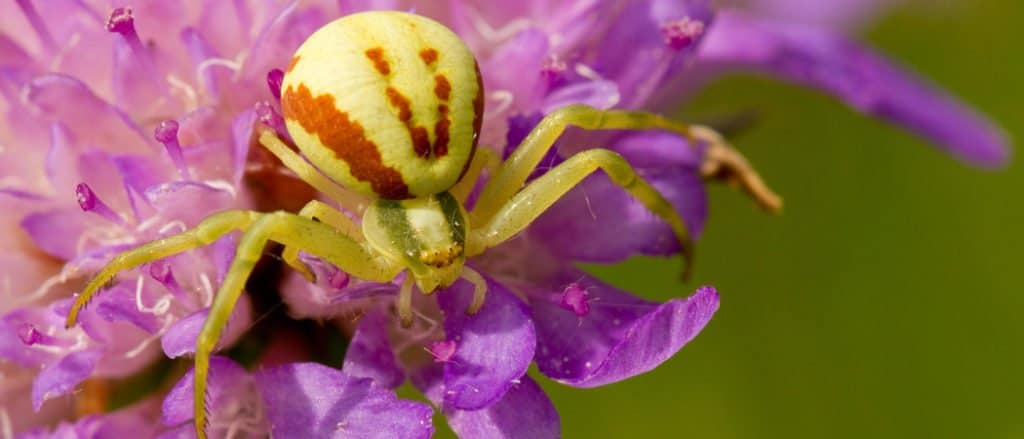 Crab Spider on a purple flower