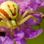 Crab spider