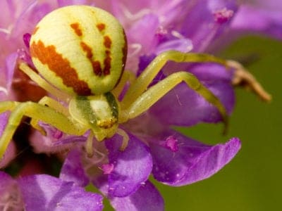 Crab Spider Picture