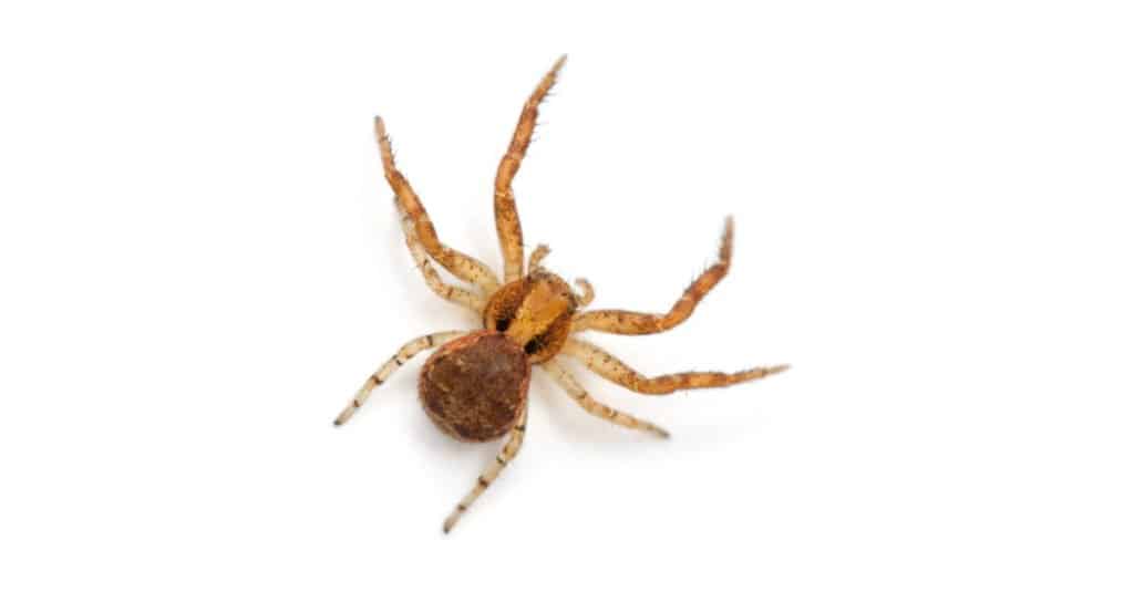 Crab Spider on white background