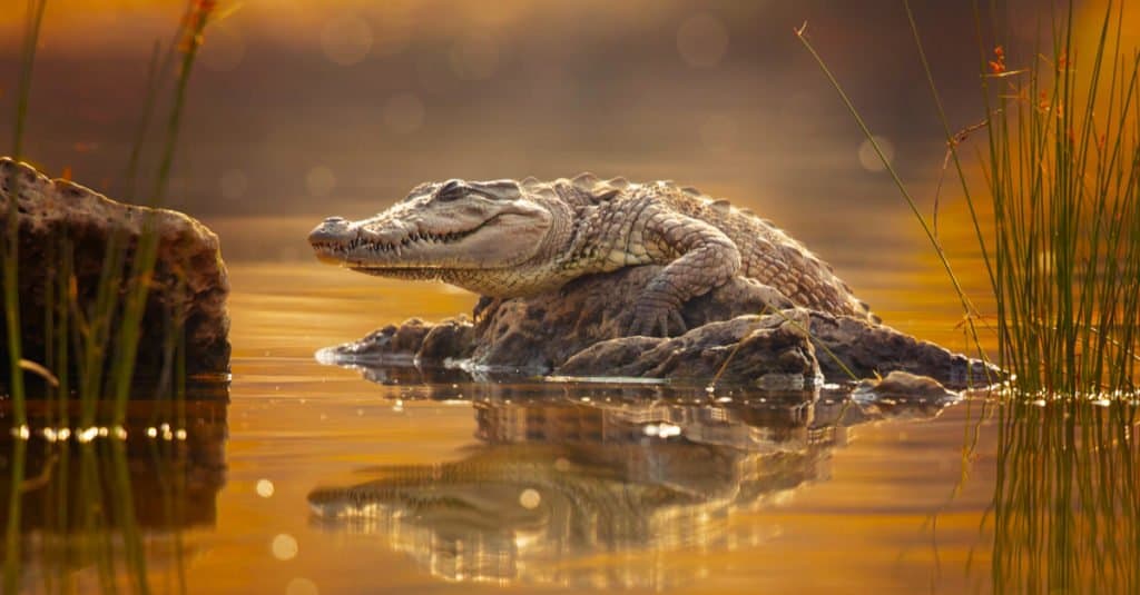 Apex predator: crocodile