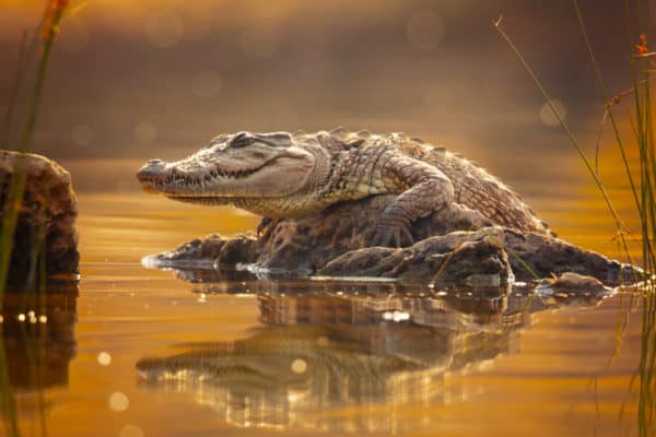 Crocodiles are one of the most well-known and fearsome animals in the world. Their powerful bodies, strong jaws, and immense speed and agility along with their unparalleled stealth, leads to them being one of the world’s most apex predators in their natural environments. 
