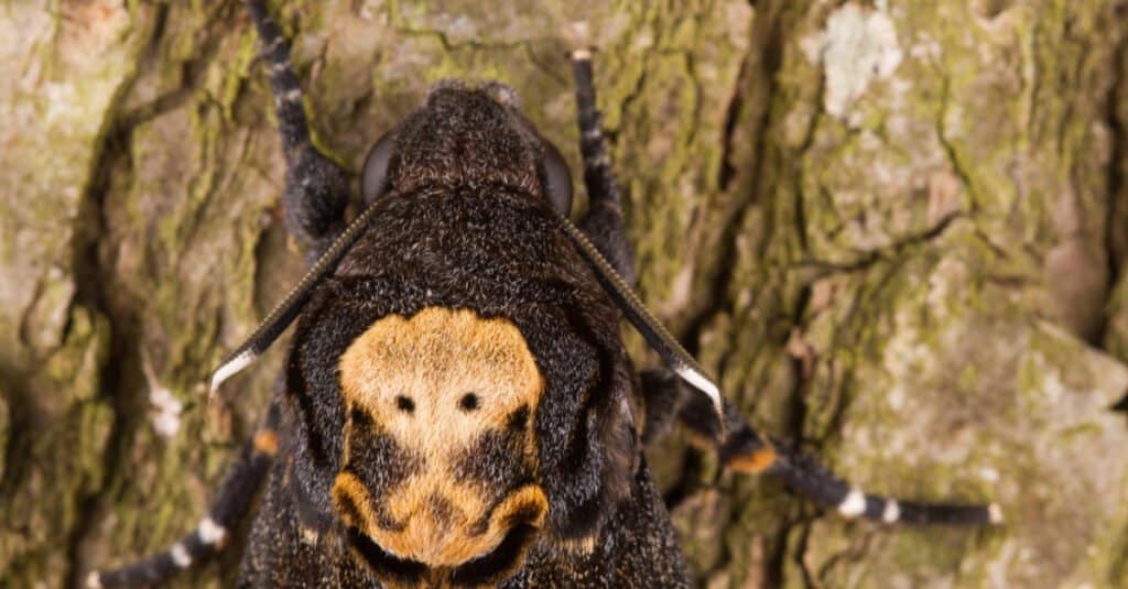 Animals that use mimicry – Death's-head Hawkmoth