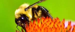 Bumblebee Lifespan: How Long Do Bumblebees Live? Picture