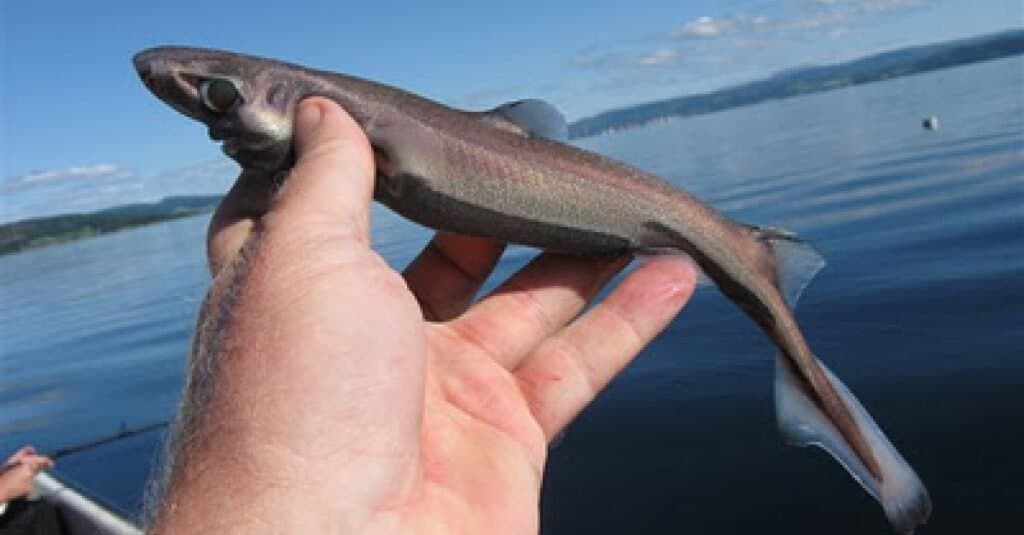 dwarf lantern shark in aquarium