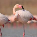 When flamingos migrate, they typically do so at night, preferring to fly with a cloudless sky and favorable tailwinds.