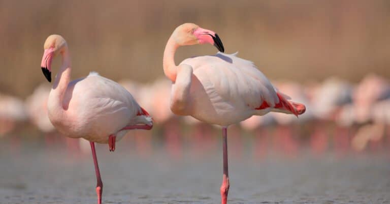 Animal migration - flamingo
