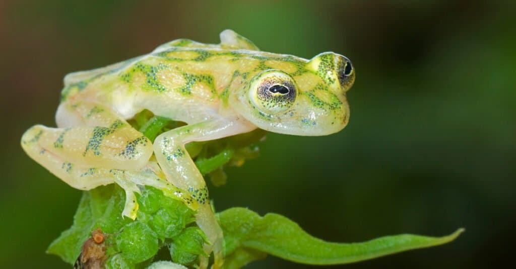 20 Interesting Facts About Glass Frogs 