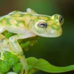They're certainly pretty, but glass frog's bodies are also super fragile. Even heavy rains can kill them.