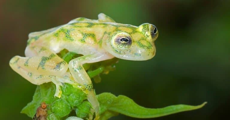 Most beautiful animal – Fleischmann's Glass Frog