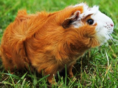 A Abyssinian Guinea Pig