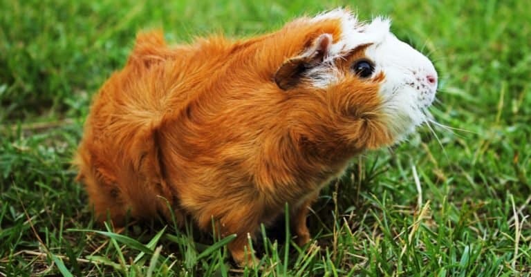 Fluffiest Animals: Abyssinian Guinea Pig