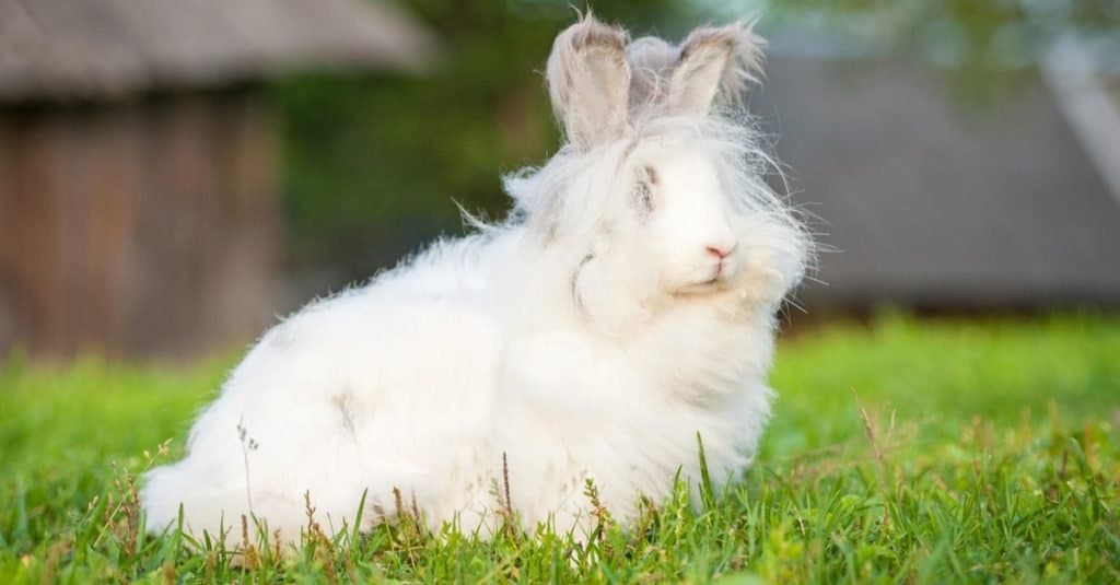Fluffiest Animals: Angora Rabbit