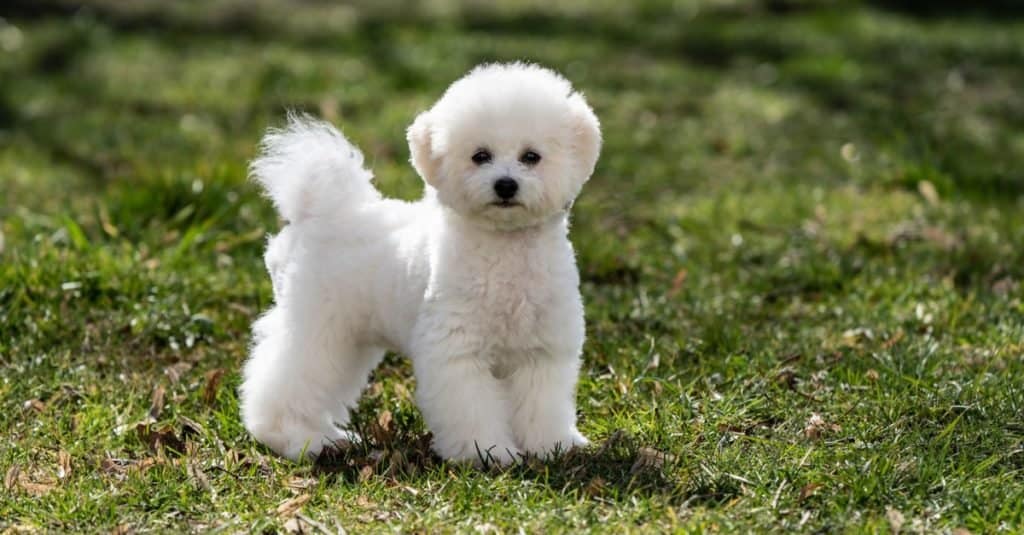 A Bichon Frise standing on a patch of grass. 