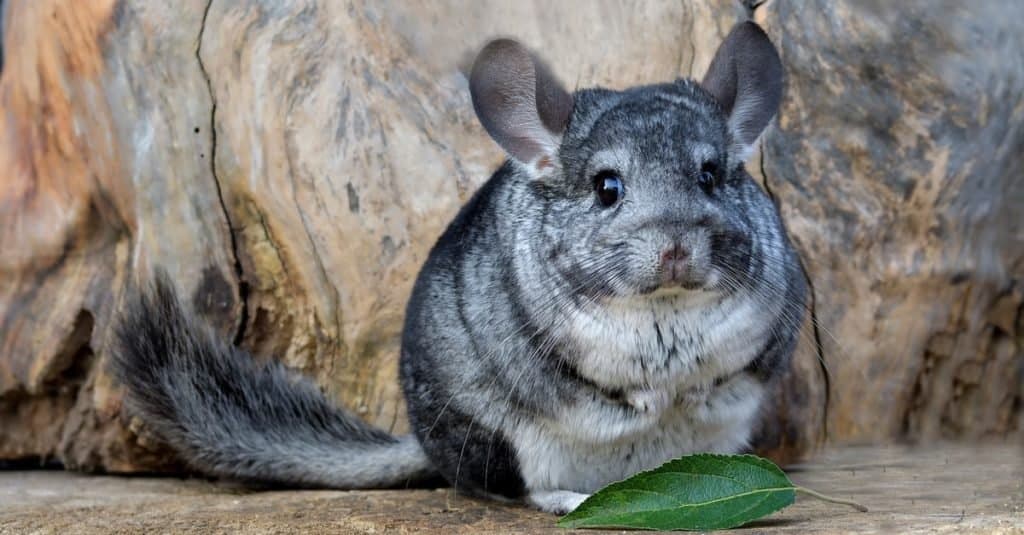 Fluffiest Animals: Chinchilla