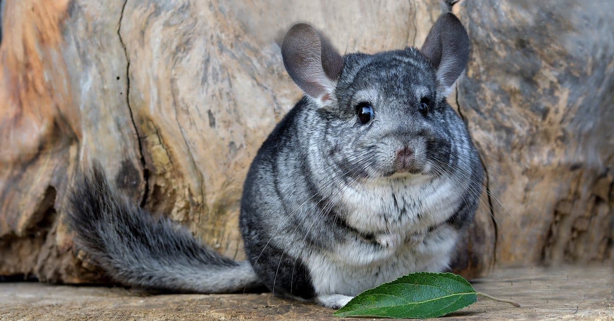 do chinchillas know their name